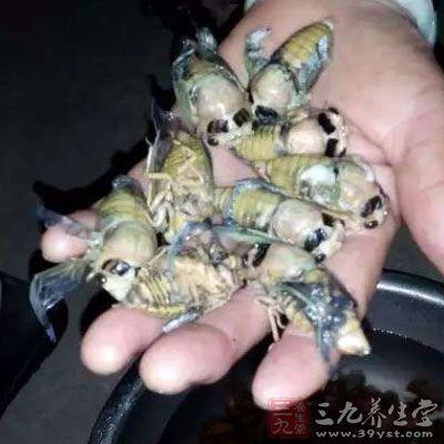 花胶食物中毒 2026年花胶中毒现象