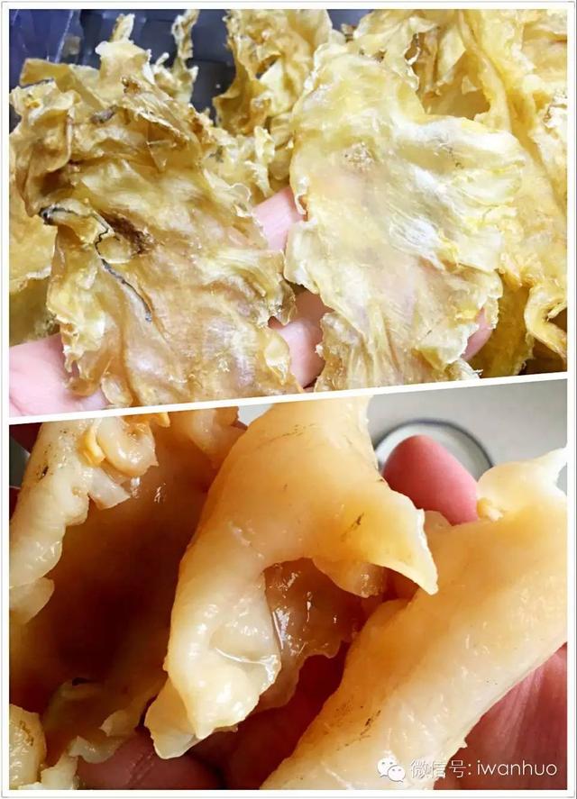 鹌鹑煲响螺肉花胶 2026年花胶鹌鹑汤