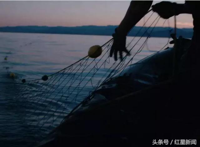 花胶利润 2026年花胶成本