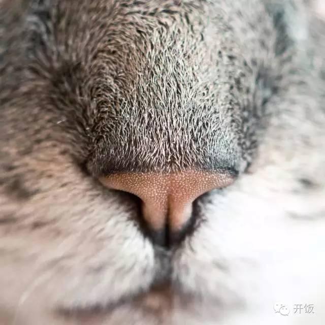 干鱼鳔做糖水需要什么东西 2026年干鱼鳔做糖水需要什么东西才能吃