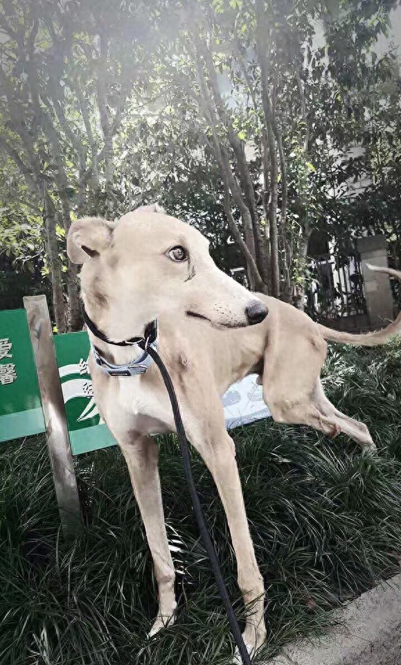 三只脚的灵缇犬另类的生活,只因它找到了一个好主人。