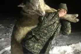 俄罗斯村庄惊现一头巨狼，体型比人大得多，20多头牛羊狗被袭击图片