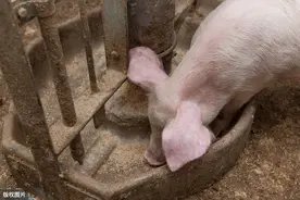 这个猪场场长的做法绝了图片