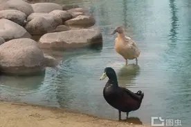 动物：南湖，嬉戏的鸭子图片