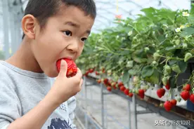大棚草莓高产高效种植关键技术分析，看看是怎么做的，一起学学图片