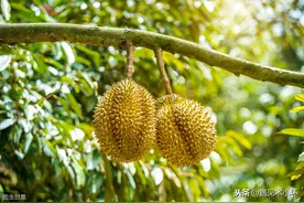 公园里的菠萝蜜结果了，几个年轻人却说那是榴莲树，怎么回事？图片