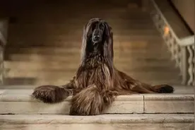 时尚宠儿阿富汗猎犬，下水竟变成一团紫菜，毛太重游都游不动图片
