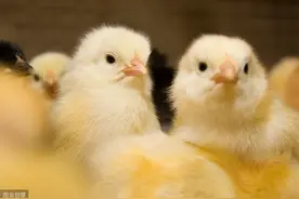 土鸡育雏期成活率低？加强4方面的管理，成活率可提高至95%以上图片