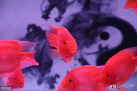 为什么养鹦鹉鱼的鱼缸水更容易发黄？图片