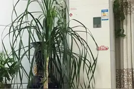 空调房里养花，一不小心就全军覆没，老园友的血泪教训要记牢图片