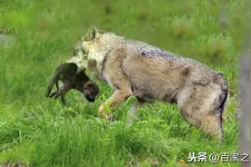 老猎人口述真实故事：求生的母狼「民间故事」图片