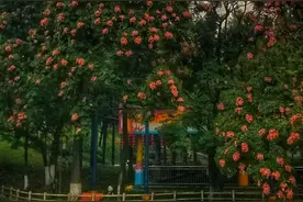 都怪我放纵不羁笑点低图片