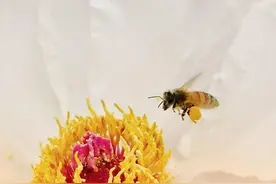 照片要拍虚还是拍实？教你这样玩转手机对焦图片
