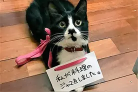 狸花猫又捣蛋？铲屎官创新招，比伊丽莎白圈更羞耻的惩罚图片