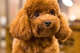 如果你有一只泰迪犬，那么不妨看看这篇文章，或许会收获许多图片