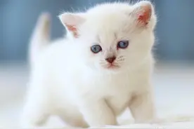 呆萌可爱的银渐层小猫咪图集图片