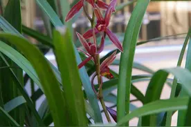 卧室养花莫乱选，养这5种花，净化空气安心睡眠，好养又美丽图片