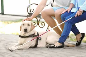 退役导盲犬找到主人了图片