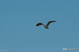 中考满分作文《若要飞翔，必先行走》点评图片