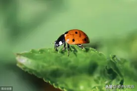 孩子害怕昆虫怎么办，作为家长如何帮孩子消除恐惧图片