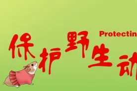 乌市融媒体中心原创海报|保护野生动物就是保护我们自己图片