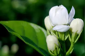 茉莉花为何叶子发黄？按照3个原因去解决，恢复绿意并不难图片