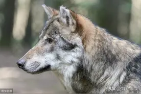 故事：因果故事：我和弟弟被狼群围攻，眼看要被吃掉，这时，狼王出现了图片