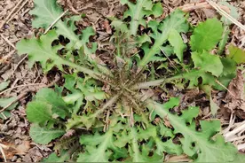 春天见到这野菜我就不放过，有人嫌它苦，跟我学这么做好吃还不苦图片