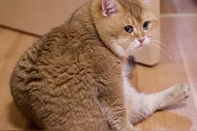 这只大脸猫，让我手都有点发痒了.....图片