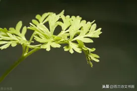 雨兰原创植物美文：艾草芬芳（之一）图片