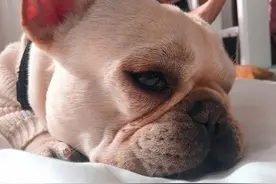 狗狗呕吐是什么原因？图片