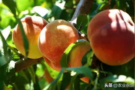 以宿迁地区为例，砧用毛桃育苗及嫁接技术，果农朋友不妨看看图片