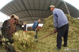 黄贮方法！玉米收割后不要随便处理，做成黄贮不比专业饲草差图片