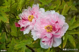 唯有牡丹真国色，花开时节动京城~浅谈牡丹花日常养护及换盆须知图片
