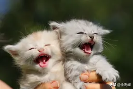 想要自己的猫咪和狗狗体验当妈的感觉？你确定他们真的准备好了吗图片