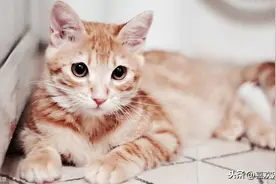 新手养猫常犯的几个错误图片