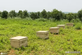 人工养殖蜜蜂技术，2种实用分蜂法，你用过哪一种图片
