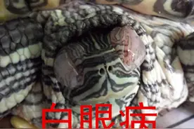 #乌龟#乌龟眼肿眼睛睁不开张嘴呼吸怎么办图片