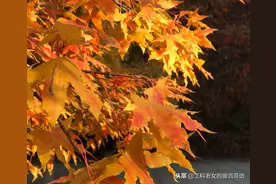 沈阳市内观赏枫叶的好去处，满眼五彩斑斓图片