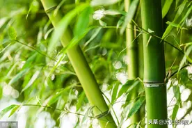 中国本土植物：花中四君子“梅兰竹菊”在中国的发展历史图片