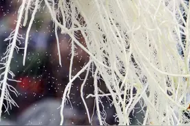 生根不养根，到头一场空！如何养好作物的根？非常重要图片