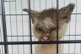 肮脏流浪猫四次被遗弃，终遇真爱铲屎官，领养半年后变肥白美喵！图片