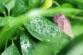 空山新雨后图片