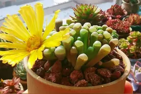 稳稳的幸福——“愿使现世，岁月静好”图片