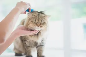 猫为什么要梳毛？怎样梳毛？图片