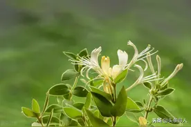广州男子儿时重感冒，陌生小伙冒着大雨挖草药助他痊愈图片