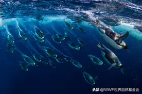 初心不变，守护蔚蓝，我们一直都在图片