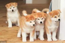 《宁波市养犬管理条例》6月1日起施行 遗弃、虐待犬只最高罚2000图片