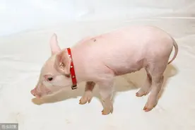 给小猪剪牙必须要注意这一点！图片