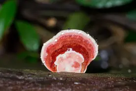 我视你如珍宝，你视我如粪草图片